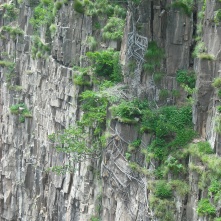 Tree roots cling to the cliffs around Kalambo Falls