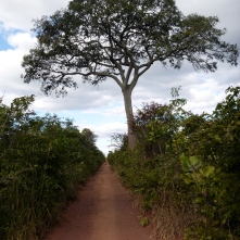 My favorite tree: the big landmark mpundu, halfway between Mfuba and Lubushi. Fresh fruit bonus on the bike ride!