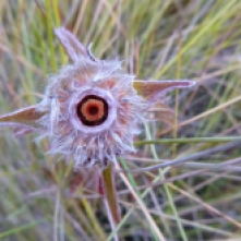 Beautiful dried flower in Mfuba's wetland.