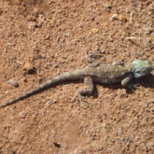Cool, green-headed lizards that can be found all over Mfuba - if you look fast.