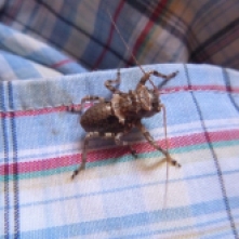 A cool bug that landed on my shirt.