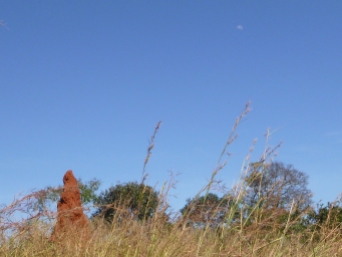 One of the many impressive termite mounds of Northwestern Province.