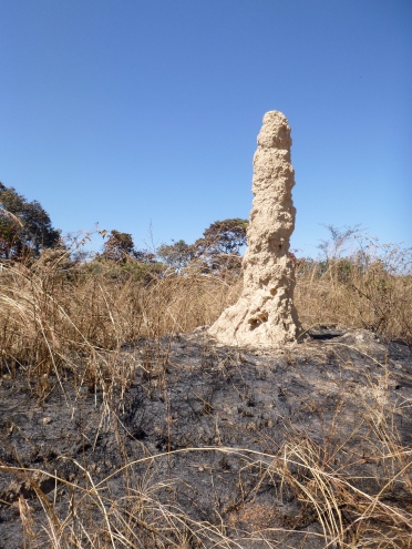 Termite mound, accented by early burning.