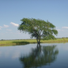 Tree reflection in the Zambezi floodplain.