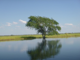 Tree reflection in the Zambezi floodplain.