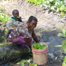 Ba Jennifer washing leafy greens in her garden with baby daughter Beauty on her back. All these veggies together cost about 1 kwacha.