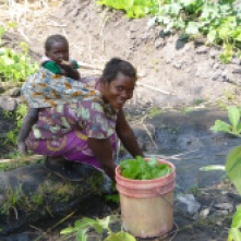 Ba Jennifer washing leafy greens in her garden with baby daughter Beauty on her back. All these veggies together cost about 1 kwacha.
