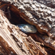 Lizard hiding in a tree trunk.