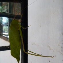 Locust in the doorway of the NoPro house. This guy was at least 10 cm long, and his wings looked exactly like leaves.