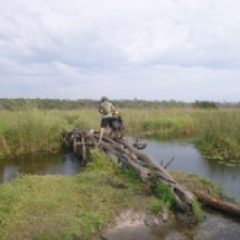 Adam negotiating the first of six janky log bridges over a braided wetland stream, on the way to Taylor's village in Chungu.