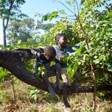 Kamfwa and Obed clowning around on a bent tree in my yard.