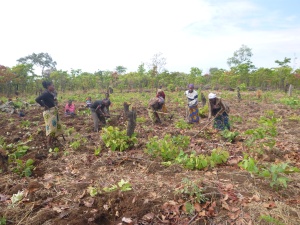 Mfuba Co-op members preparing their conservation farming demonstration field.