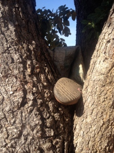 A rubber boot left in the crook of a tree.