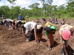 Planting beans in the community demonstration field, using a moveable string to keep planting spaces consistent.