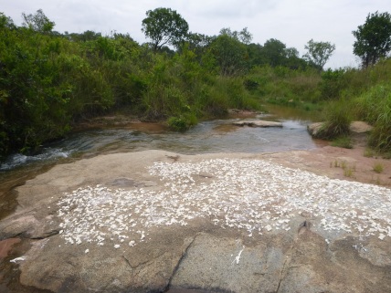 Cassava drying along the banks of a river at Kathryn's site.