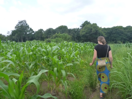 Kathryn walking past a field of maize. (This is a common site in everyone's village!)