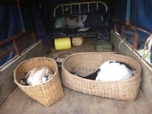 The goats, pregnant and tied up in the back of Bashi Nevis' truck - before we picked up 16 additional people and a few chickens.